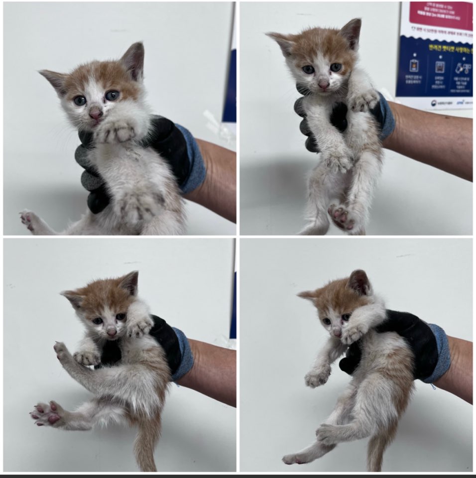 천안시유기동물보호소_444449202301143